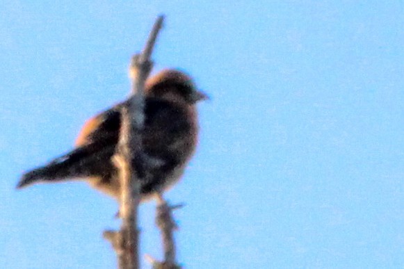 båndkorsnebb - ML647787796