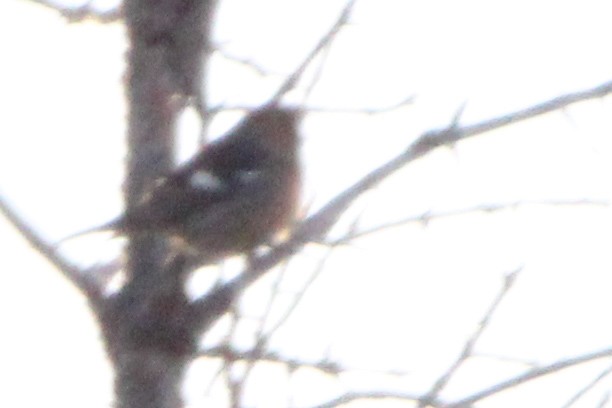 båndkorsnebb - ML647787797