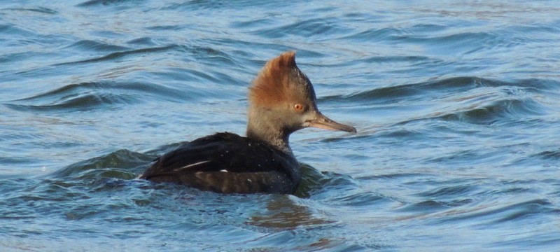 Hooded Merganser - ML647787835