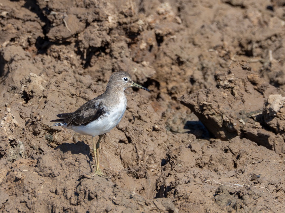 Solitary Sandpiper - ML647787837