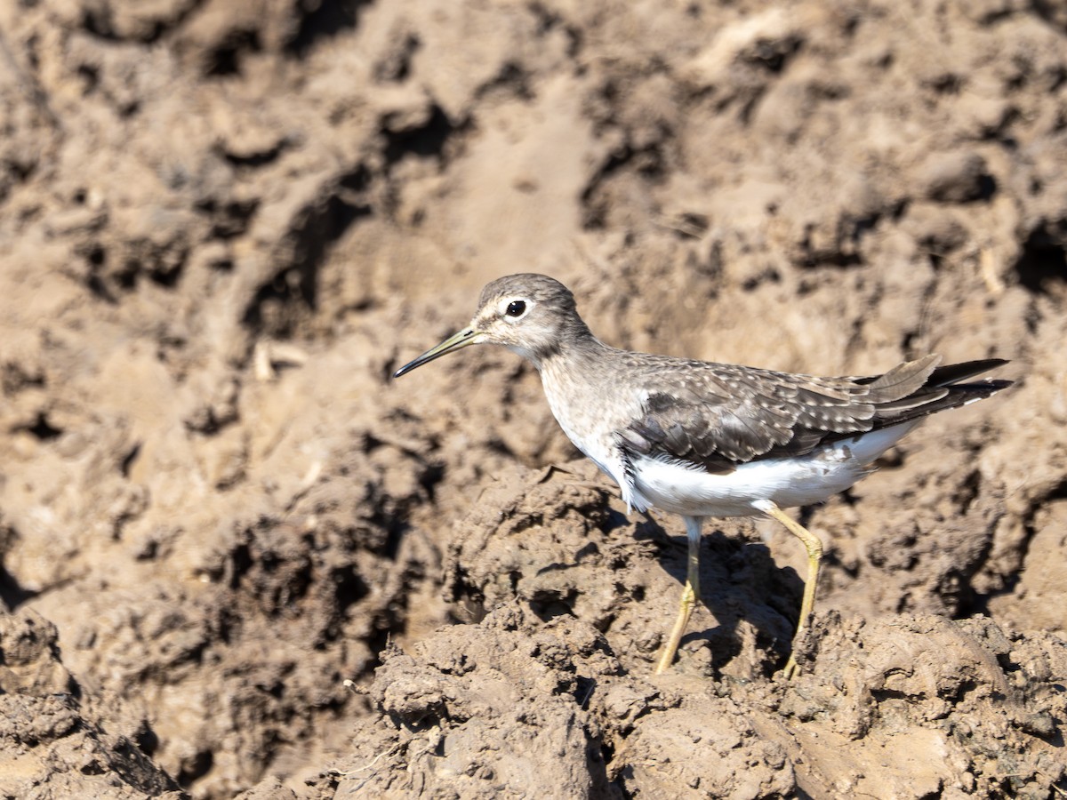Solitary Sandpiper - ML647787838