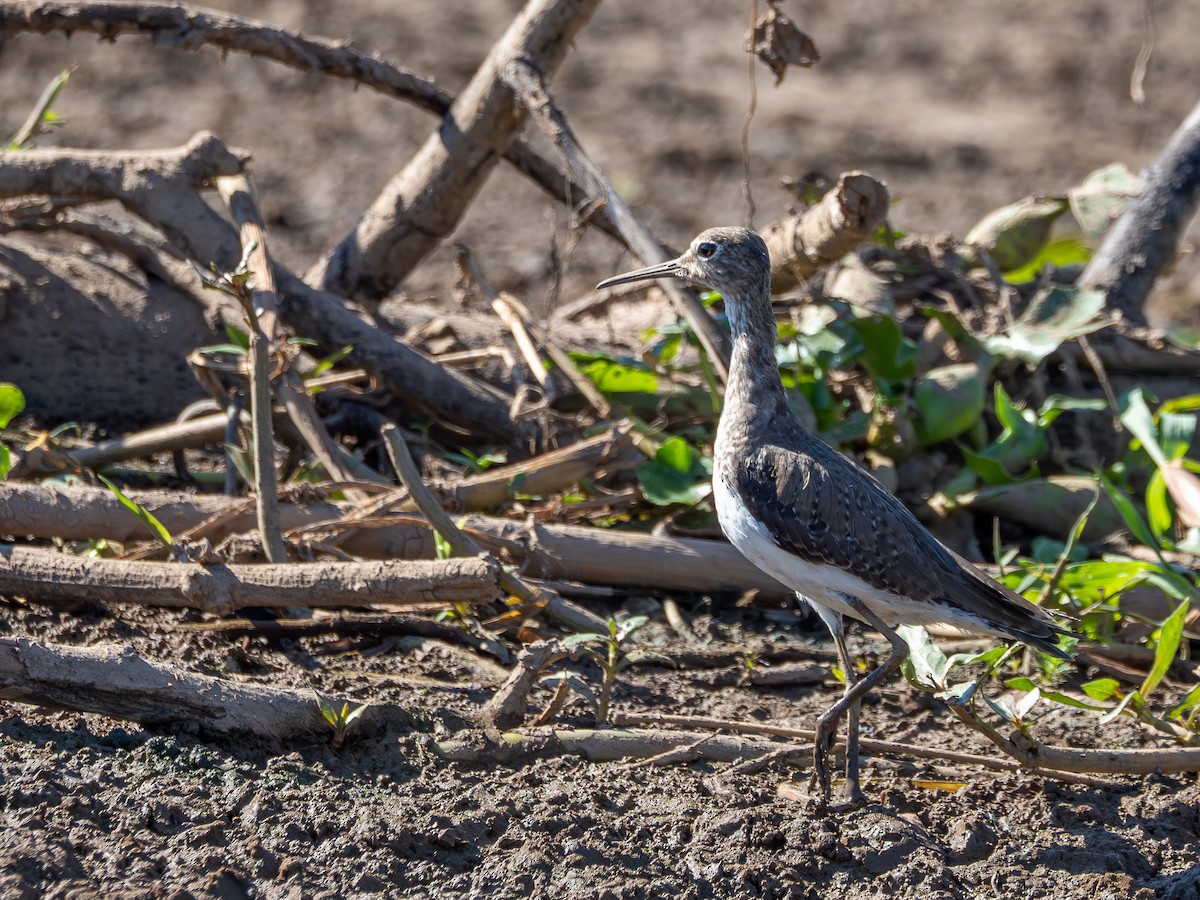 Solitary Sandpiper - ML647787839