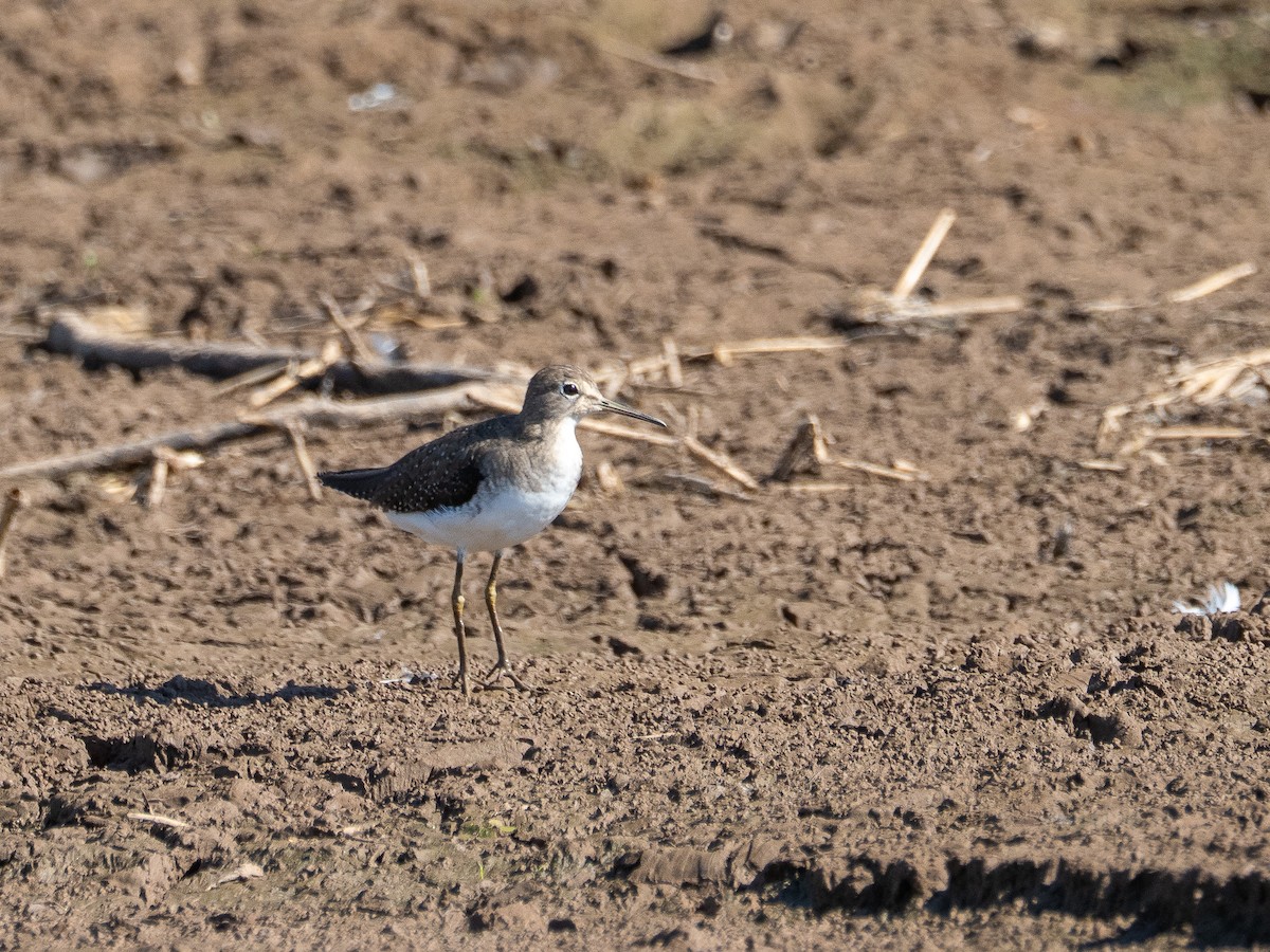 Solitary Sandpiper - ML647787840
