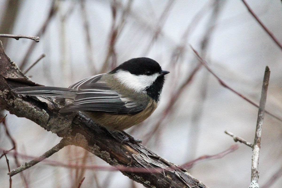 Гаїчка світлокрила - ML647787844