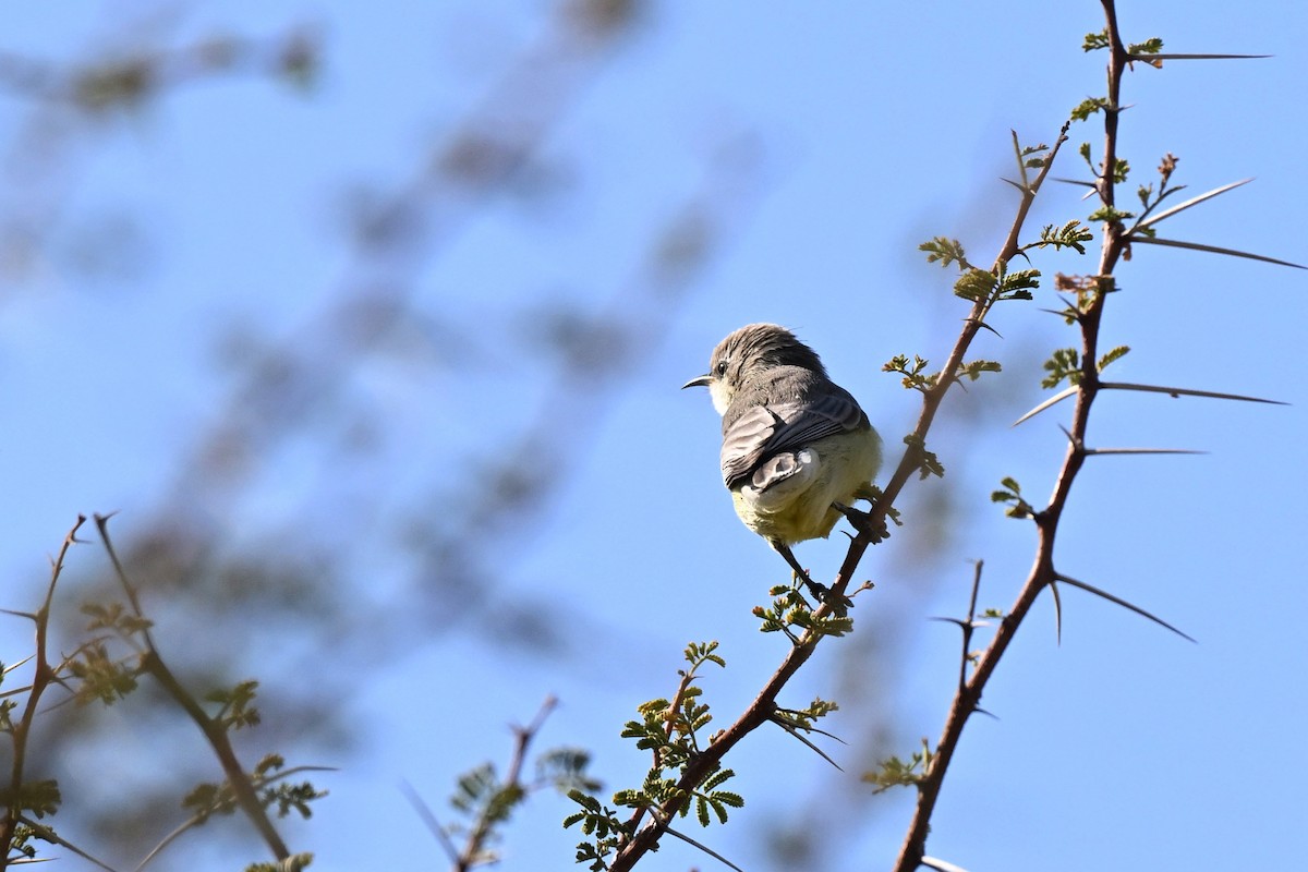 Nil Nektarkuşu - ML647787849