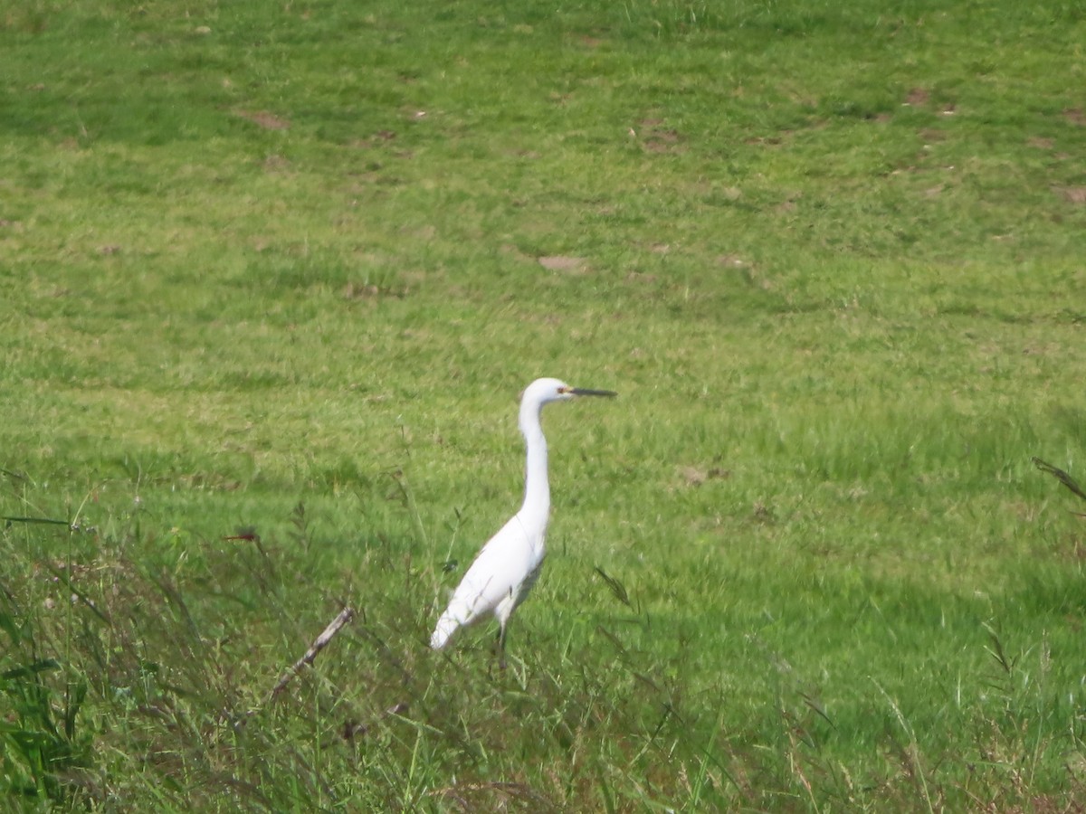 Karbeyaz Balıkçıl - ML647787850