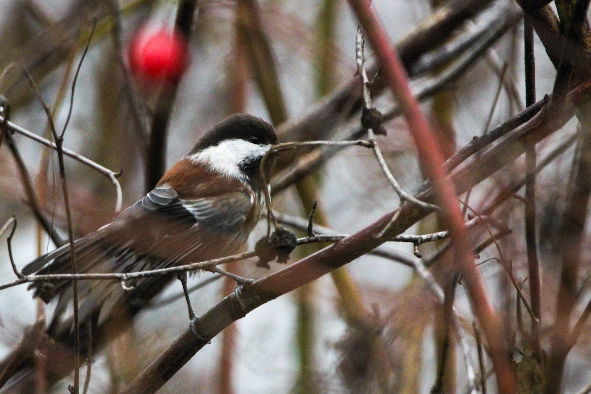 Kestane Sırtlı Baştankara - ML647787851