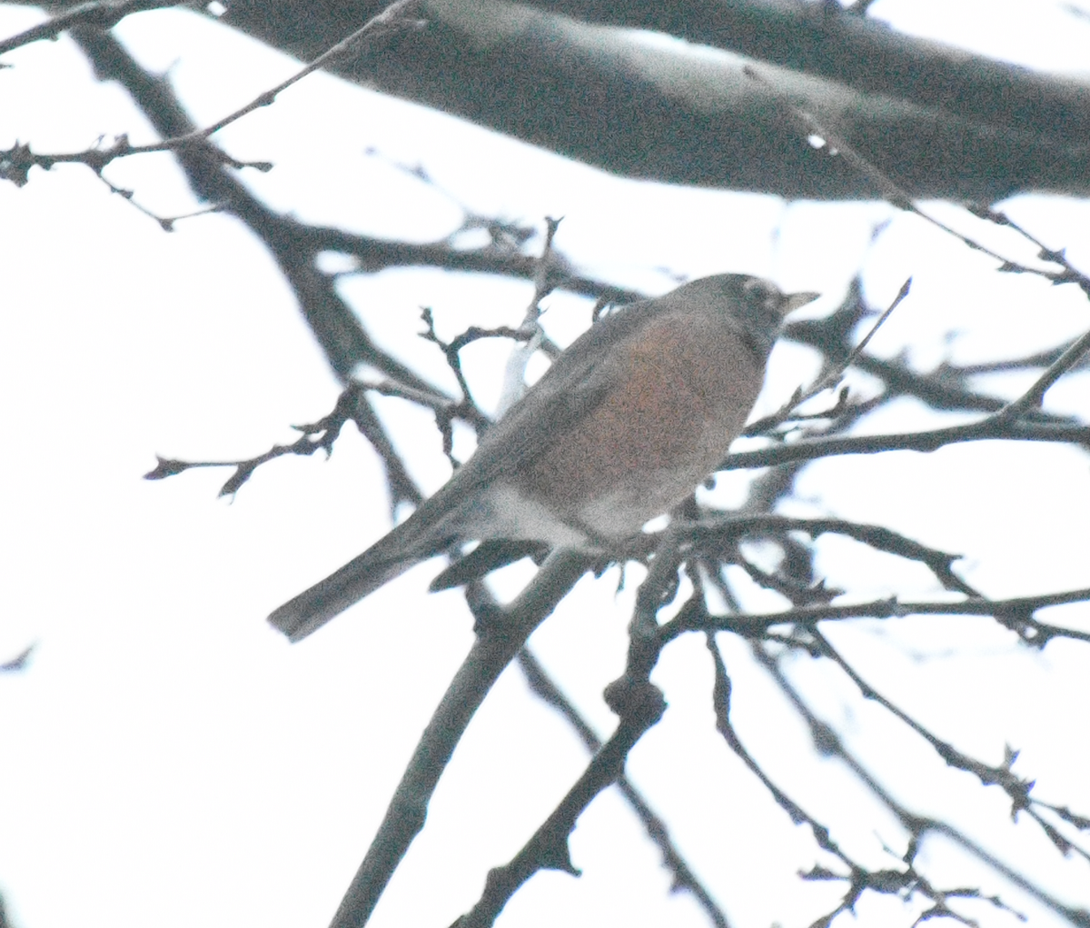 Göçmen Ardıç - ML647787852