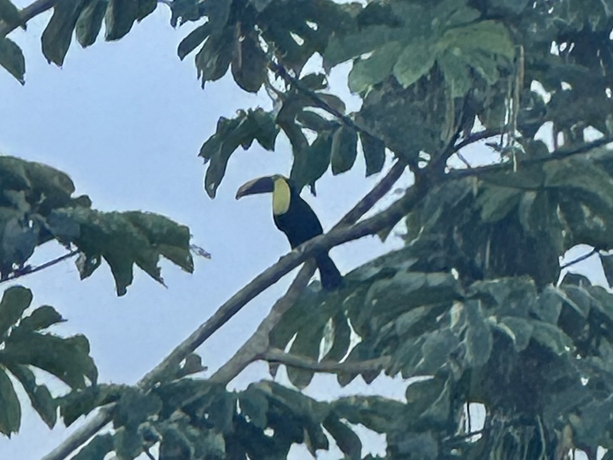 Sarı Gerdanlı Tukan - ML647787853