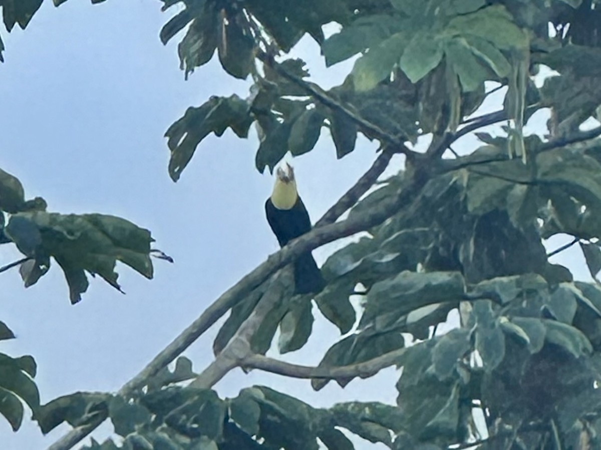 Sarı Gerdanlı Tukan - ML647787854