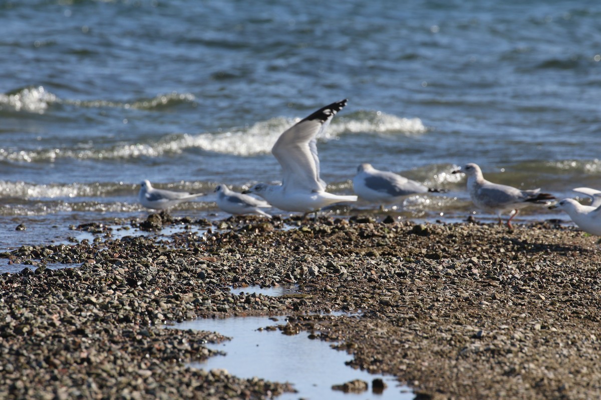 Halkalı Martı - ML647787855