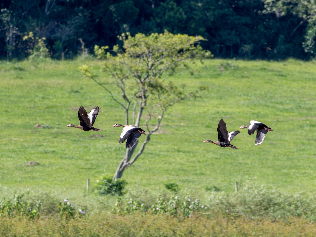 Kara Karınlı Islıkçı Ördek - ML647787857