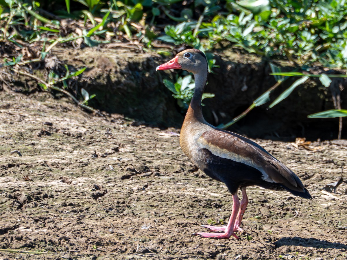 Kara Karınlı Islıkçı Ördek - ML647787858