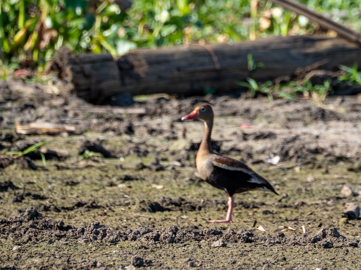 Kara Karınlı Islıkçı Ördek - ML647787860
