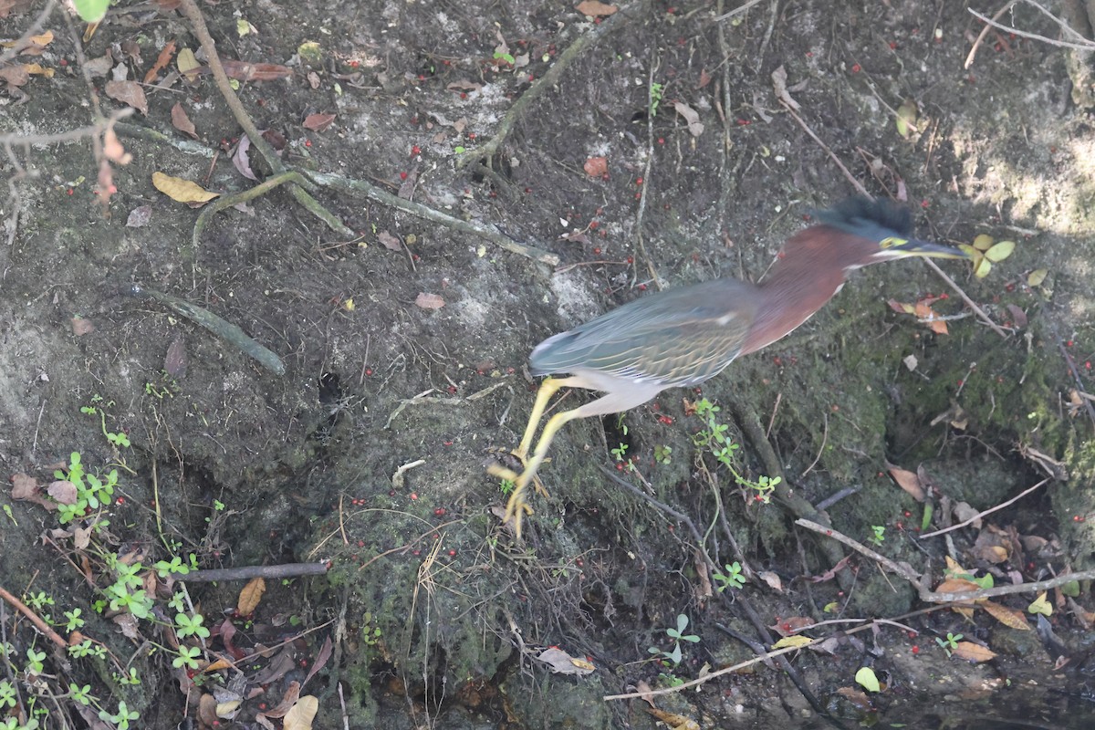 Yeşil Balıkçıl - ML647787861