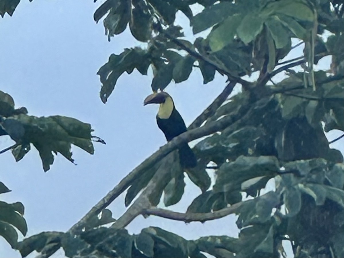 Sarı Gerdanlı Tukan - ML647787862