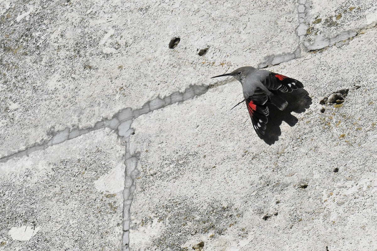 Duvar Tırmaşıkkuşu - ML647787864