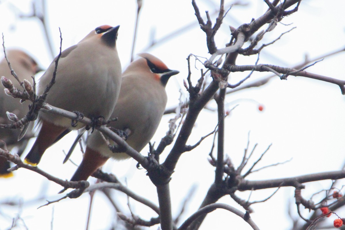 İpekkuyruk - ML647787865