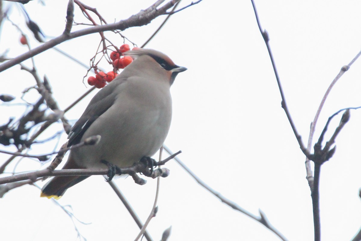 İpekkuyruk - ML647787866