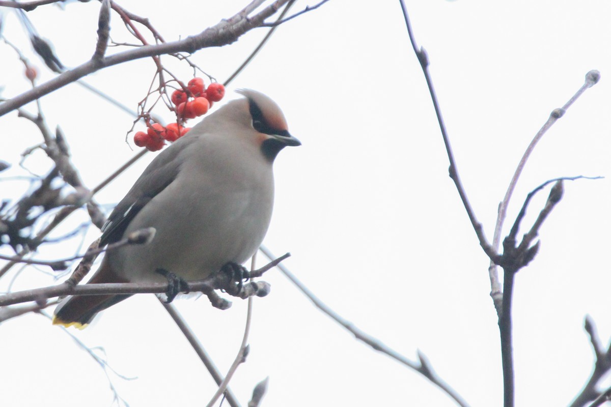 İpekkuyruk - ML647787867