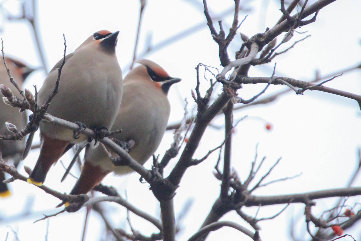 İpekkuyruk - ML647787868