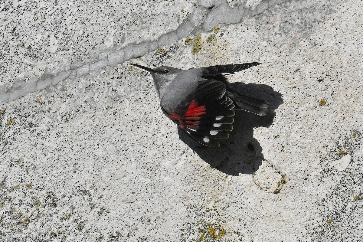 Duvar Tırmaşıkkuşu - ML647787869