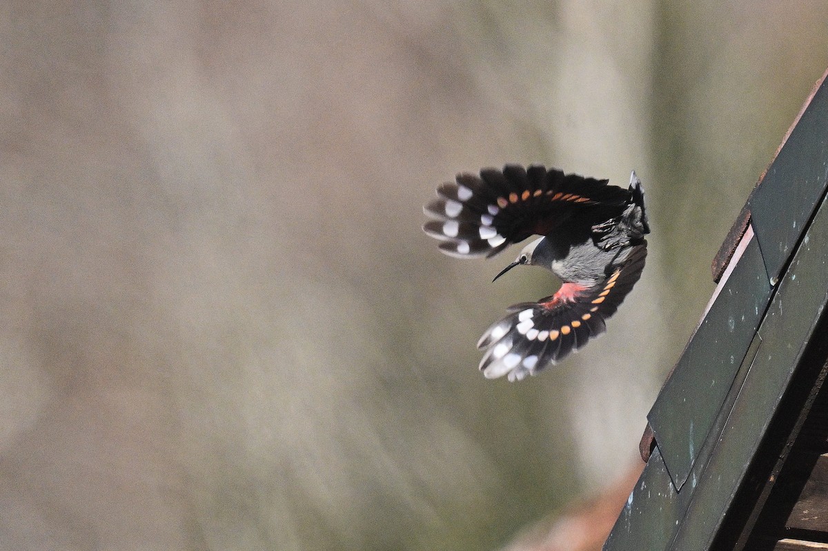 Duvar Tırmaşıkkuşu - ML647787873