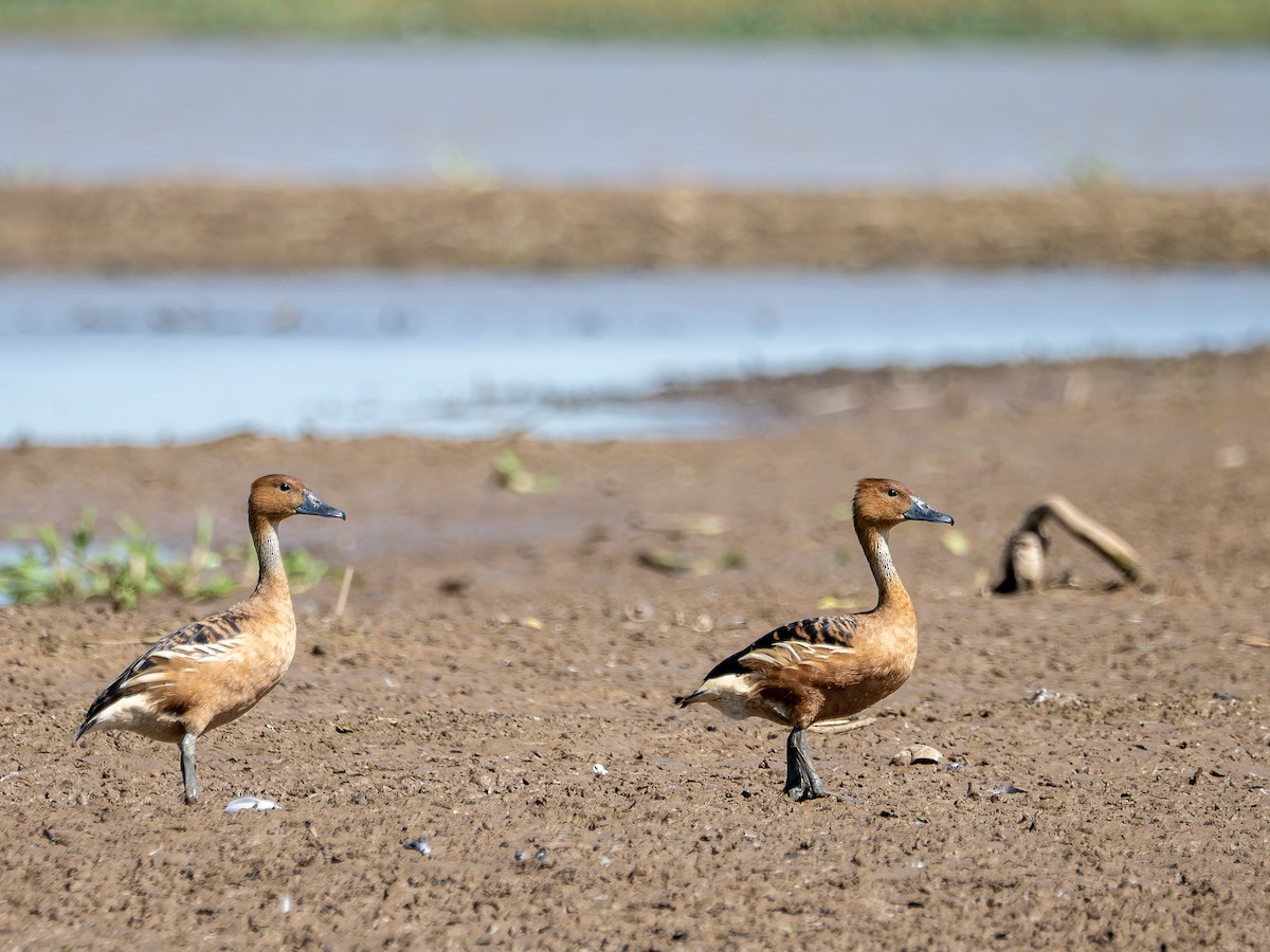 Kahverengi Islıkçı Ördek - ML647787878