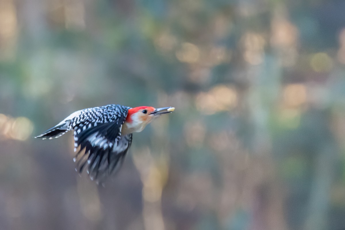 Kızılca Karınlı Ağaçkakan - ML647787882