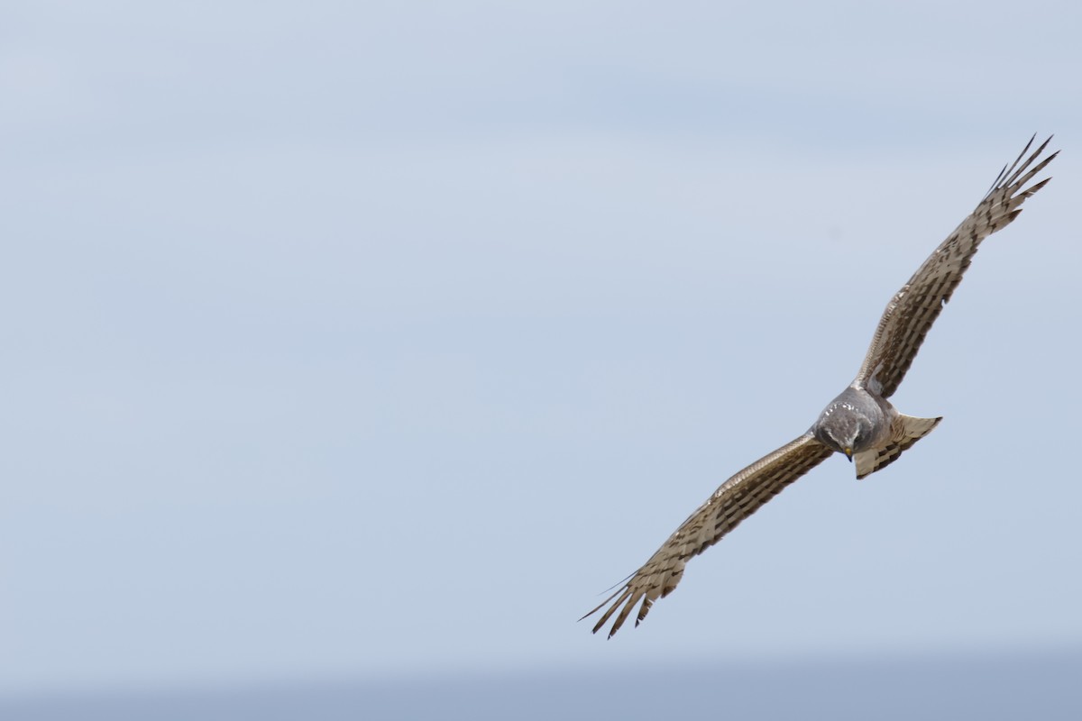 Külrengi Delice - ML647787892