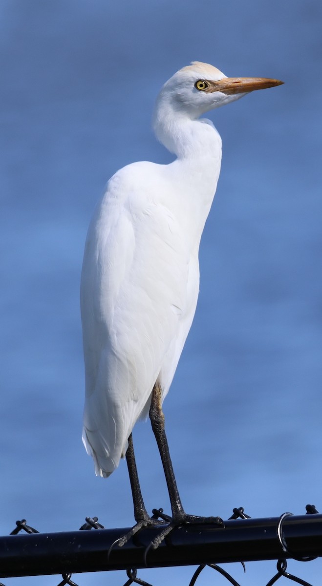 Sığır Balıkçılı - ML647787894