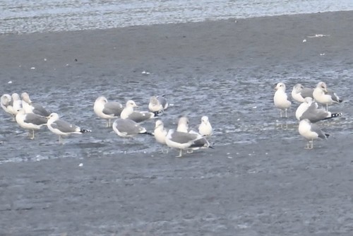 tanımsız Larus sp. - ML647787897