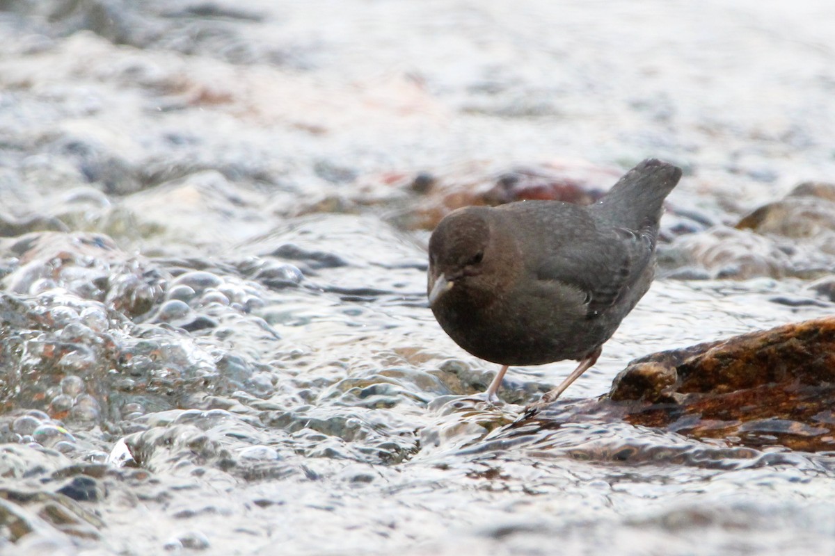 Ur-zozo iparramerikarra - ML647787899