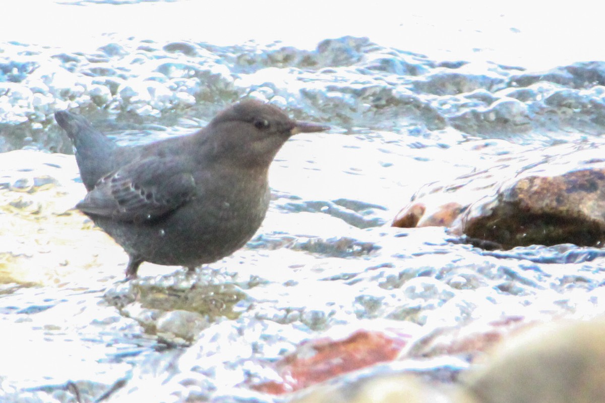 Ur-zozo iparramerikarra - ML647787900