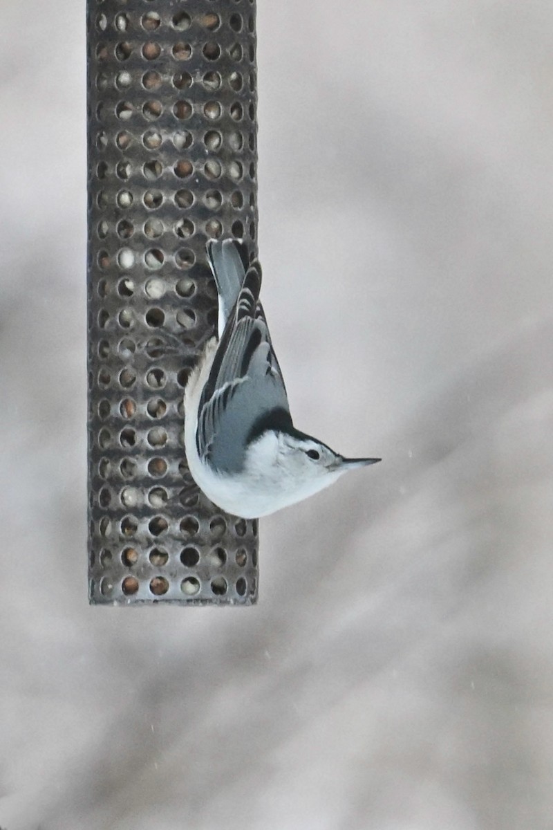 White-breasted Nuthatch - ML647787903