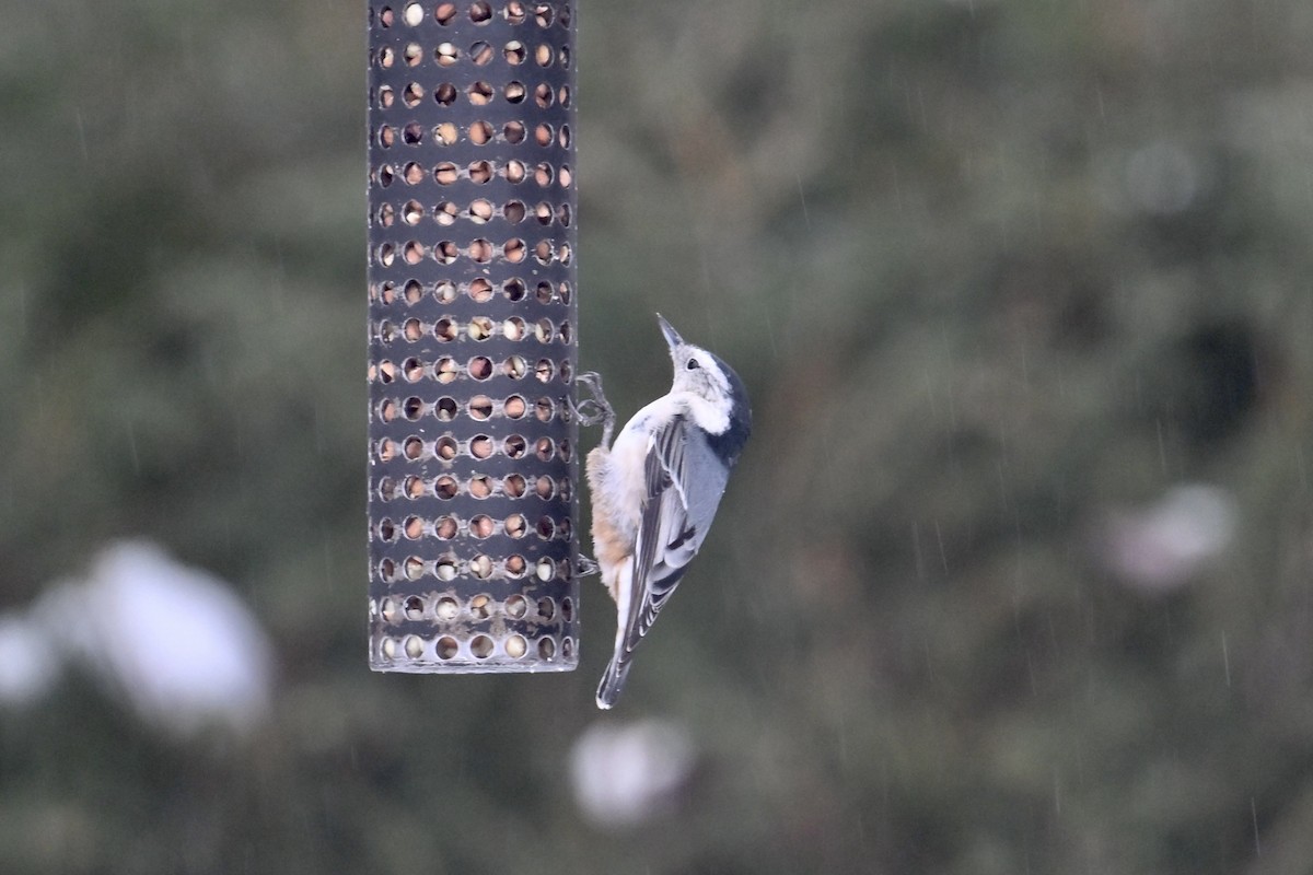 White-breasted Nuthatch - ML647787904