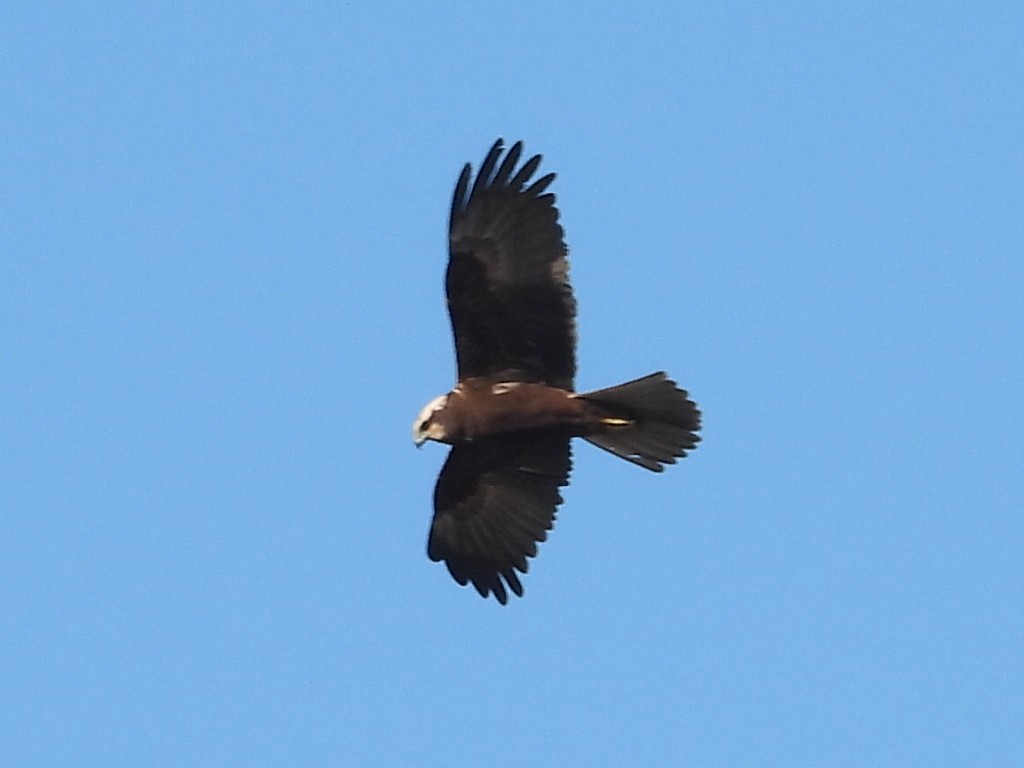 Western Marsh Harrier - ML647787906