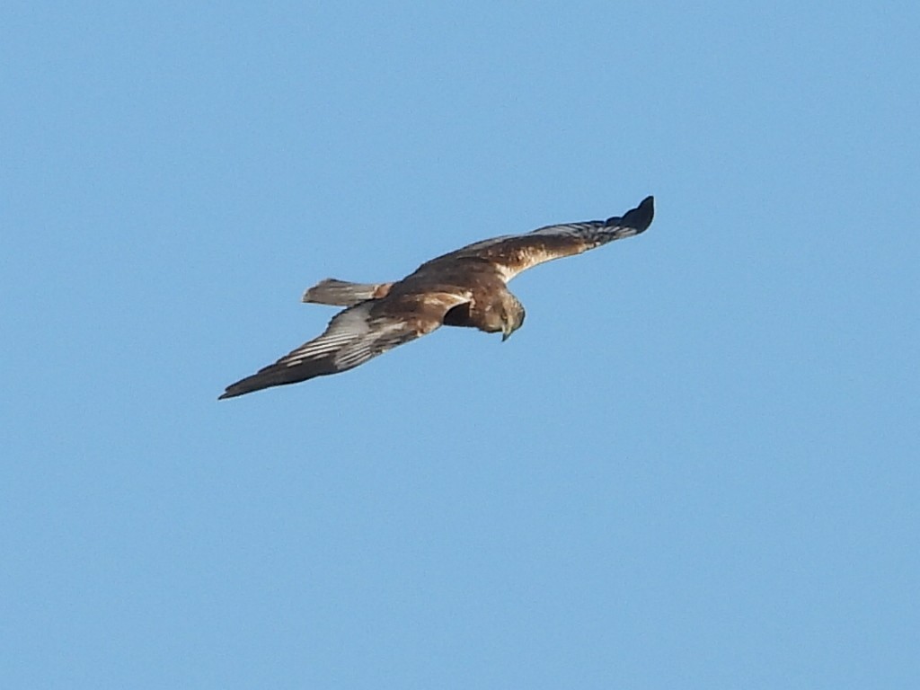 Western Marsh Harrier - ML647787919