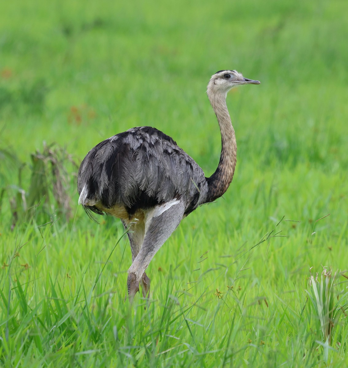 nandu pampový - ML647787943