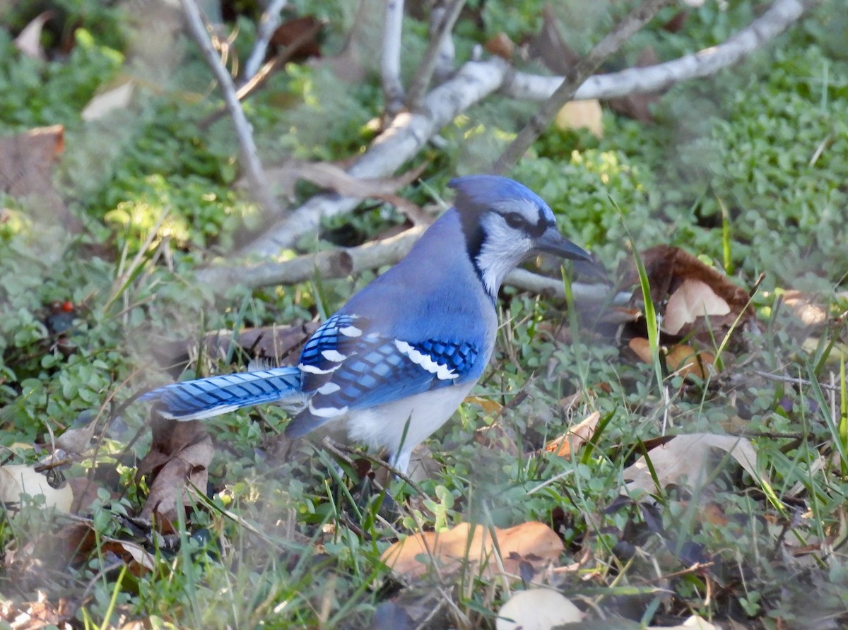 Blue Jay - ML647787965