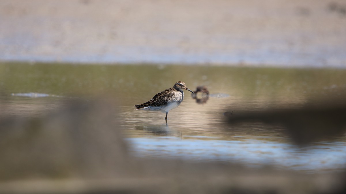 Побережник арктичний - ML647787986