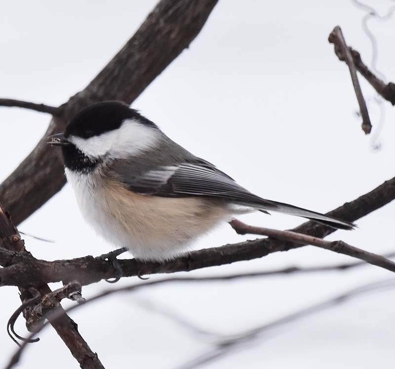 Гаїчка світлокрила - ML647787995