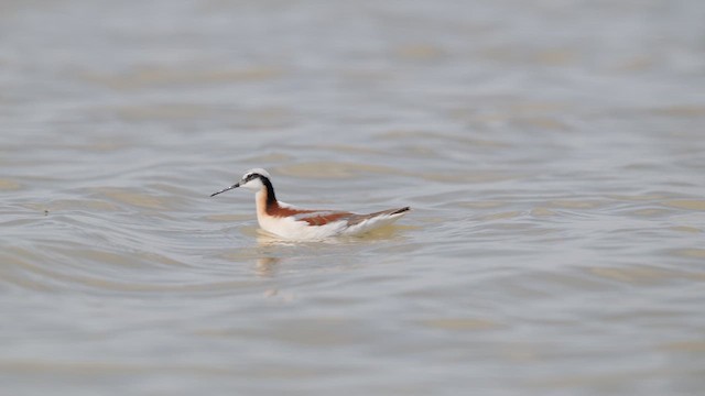 Плавунець довгодзьобий - ML647788006