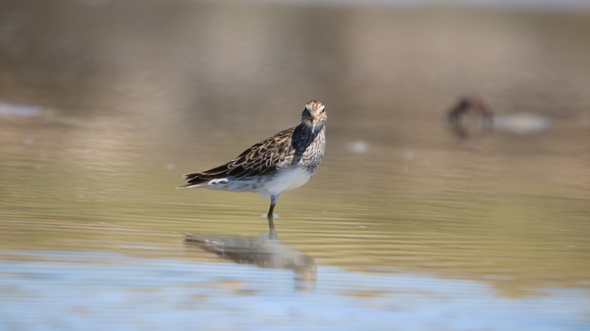 Побережник арктичний - ML647788014