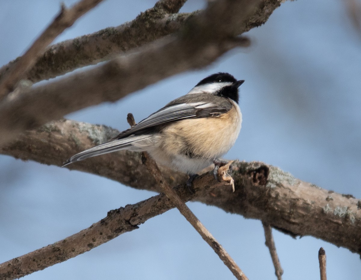 Гаїчка світлокрила - ML647788015