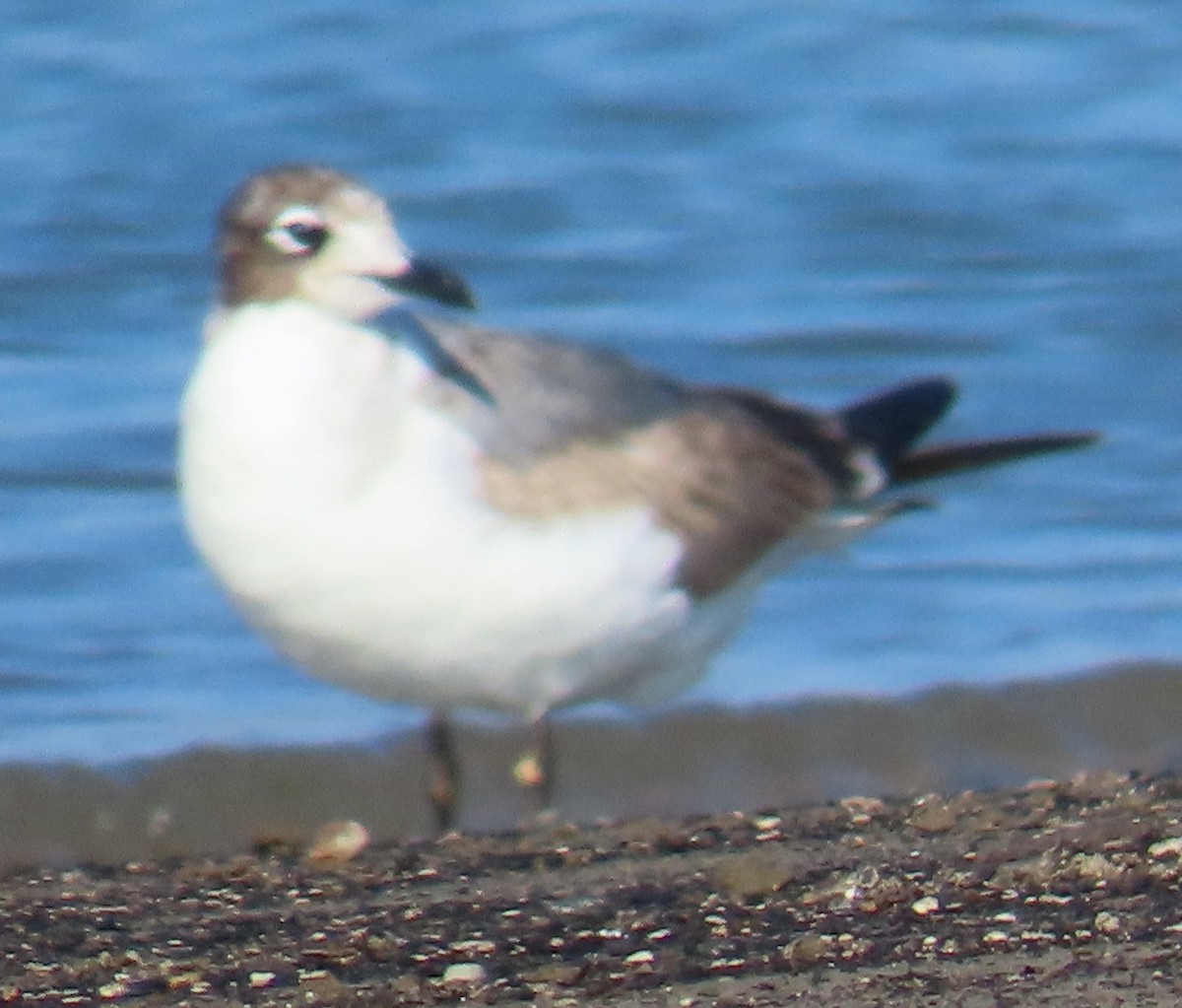 Ацтекская чайка - ML647788016