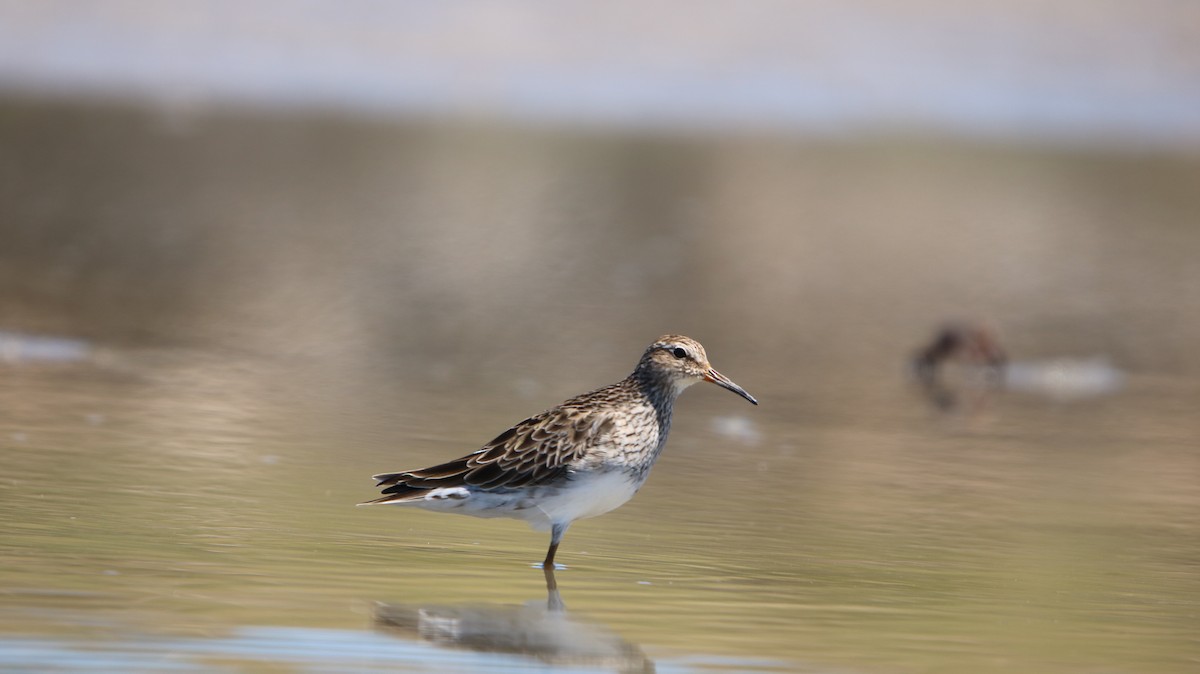 Побережник арктичний - ML647788029