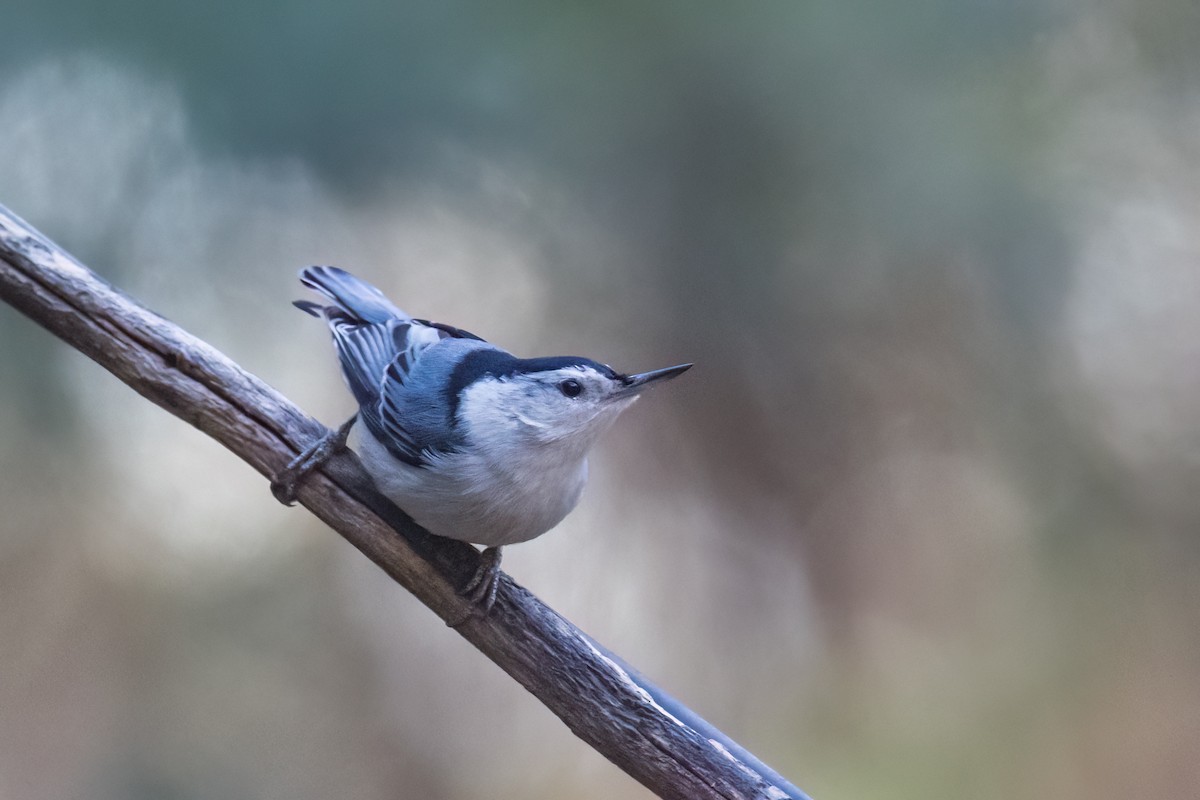White-breasted Nuthatch - ML647788038