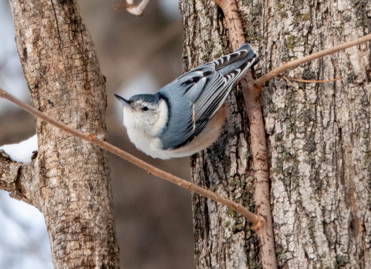 White-breasted Nuthatch - ML647788057