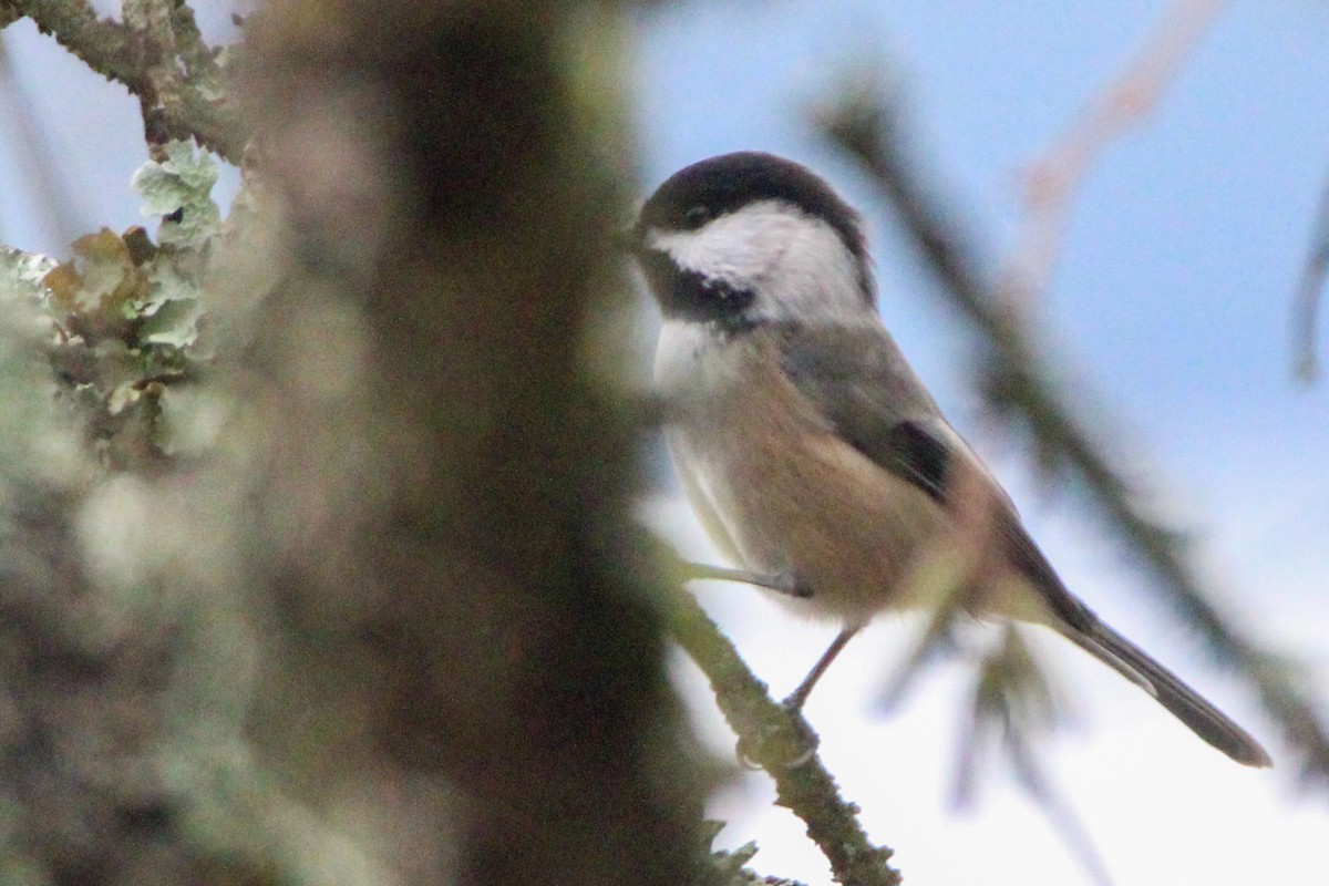Гаїчка світлокрила - ML647788059